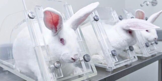 Prohíben los testeos en animales en México